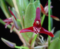 Maxillaria tenuifolia image 0