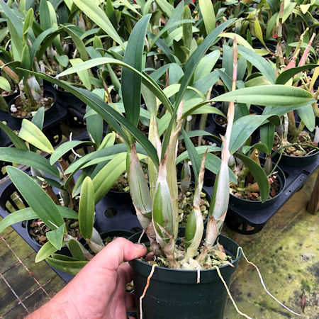 Lcn. Newberry Lava Burst 'Maku'u' AM/AOS image 1