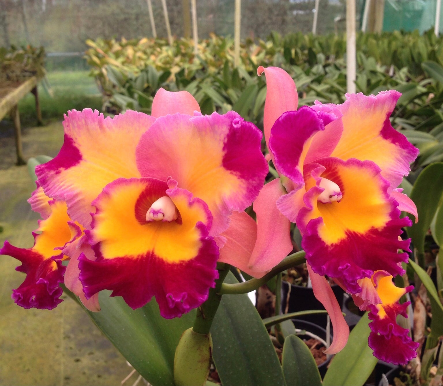Rlc Dick Smith 'Paradise' – Kaleialoha Orchid Farm Inc.