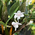 Dendrobium abberans