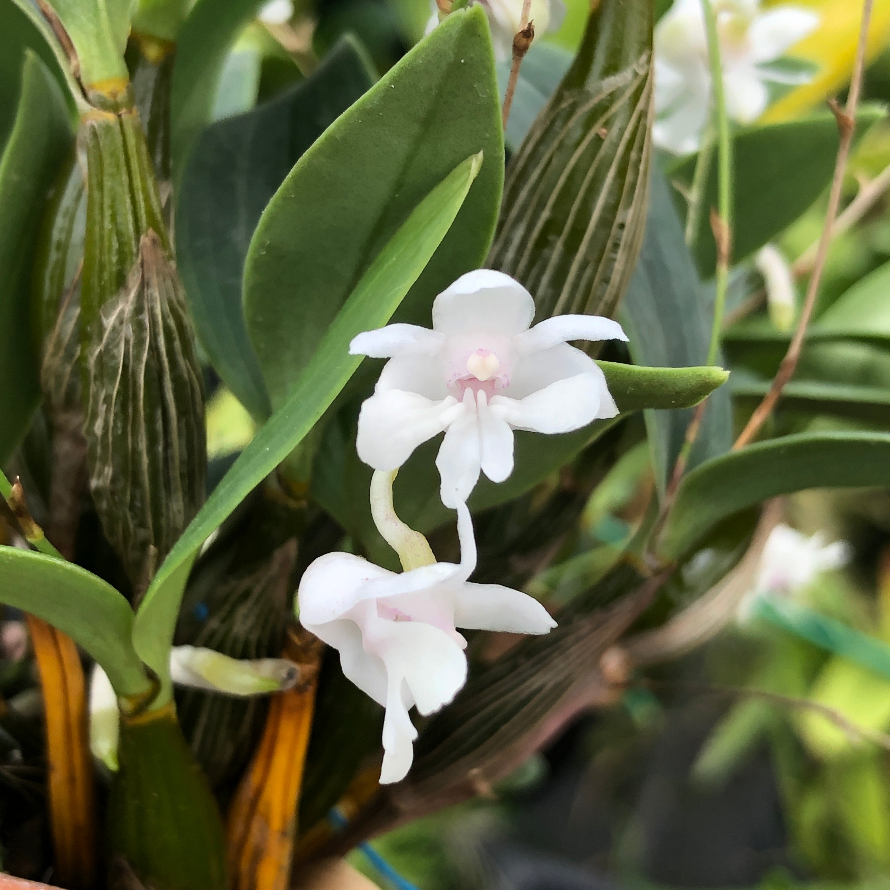 Dendrobium abberans