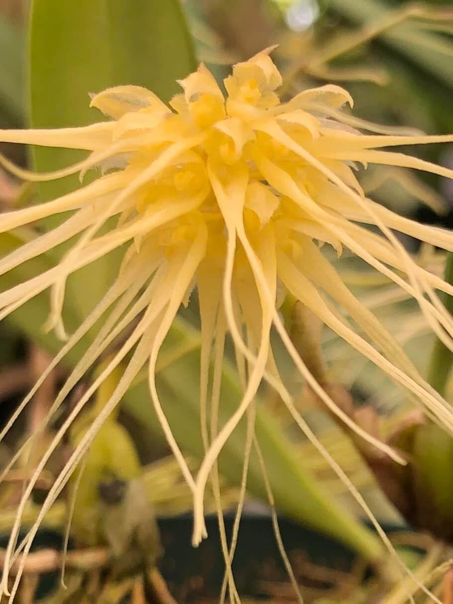 Bulbophyllum vaginatum image 0