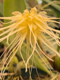 Bulbophyllum vaginatum image 0