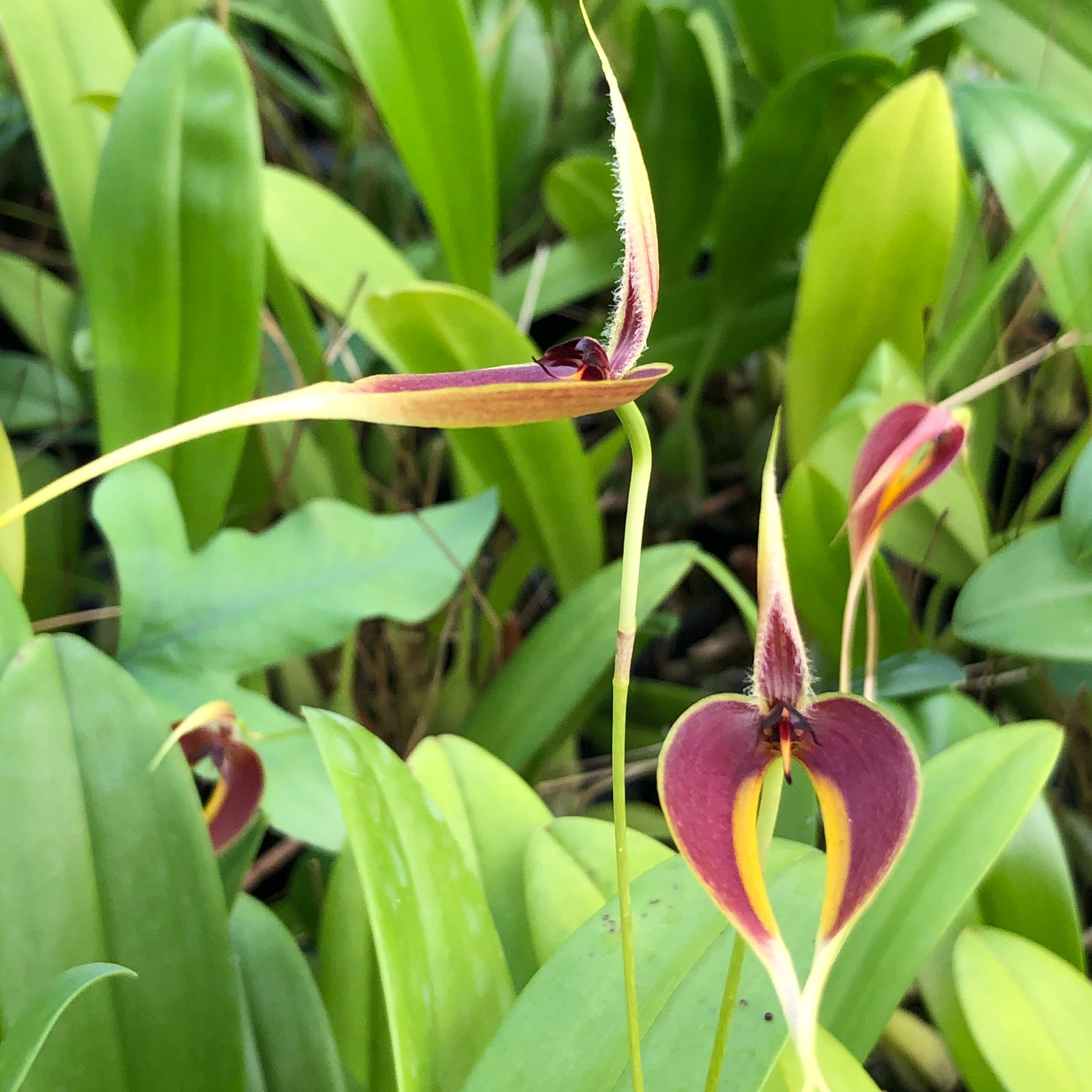 Bulbophyllum maxillare red/yellow form