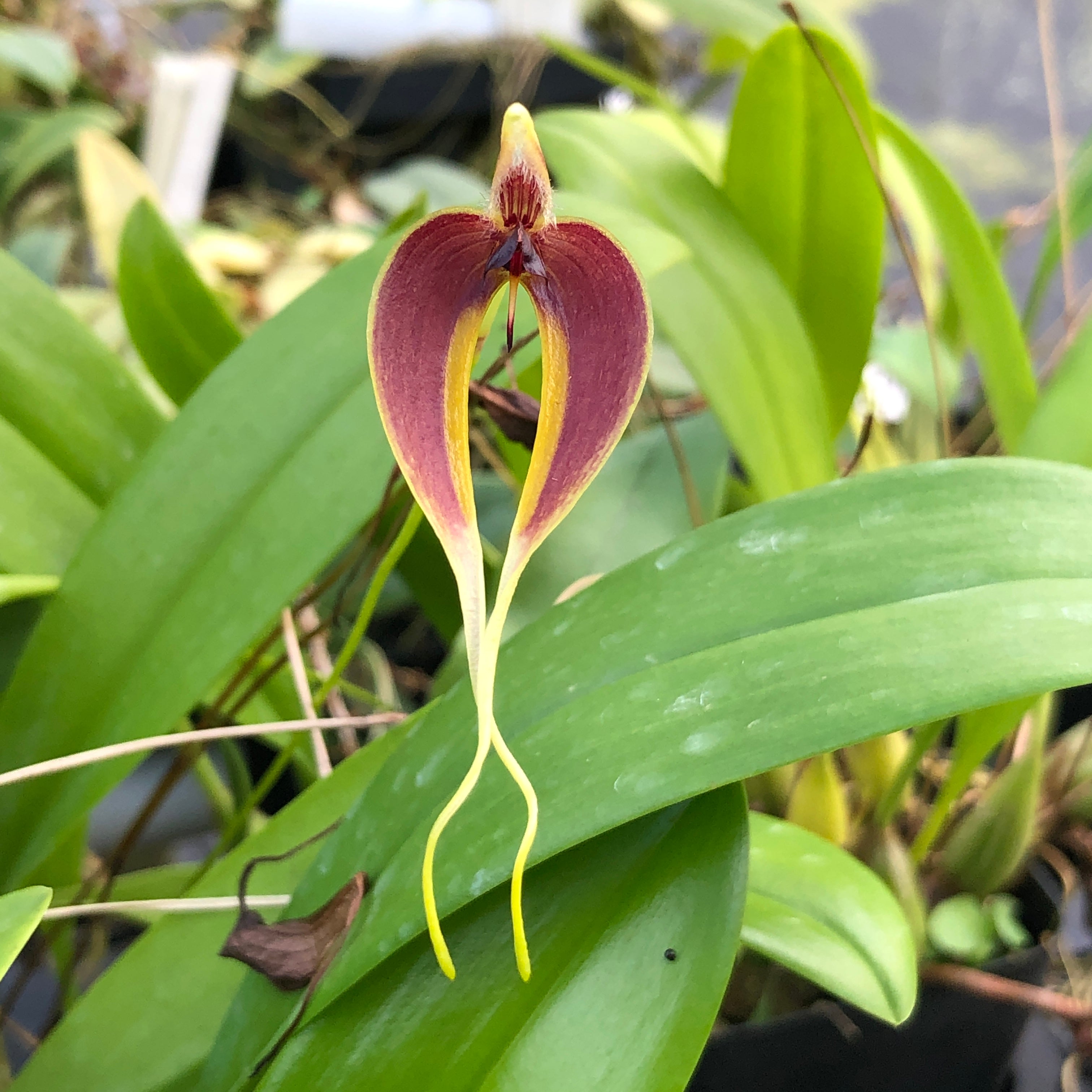 Bulbophyllum maxillare red/yellow form