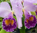 Cattleya Dinard ‘Blue Heaven’