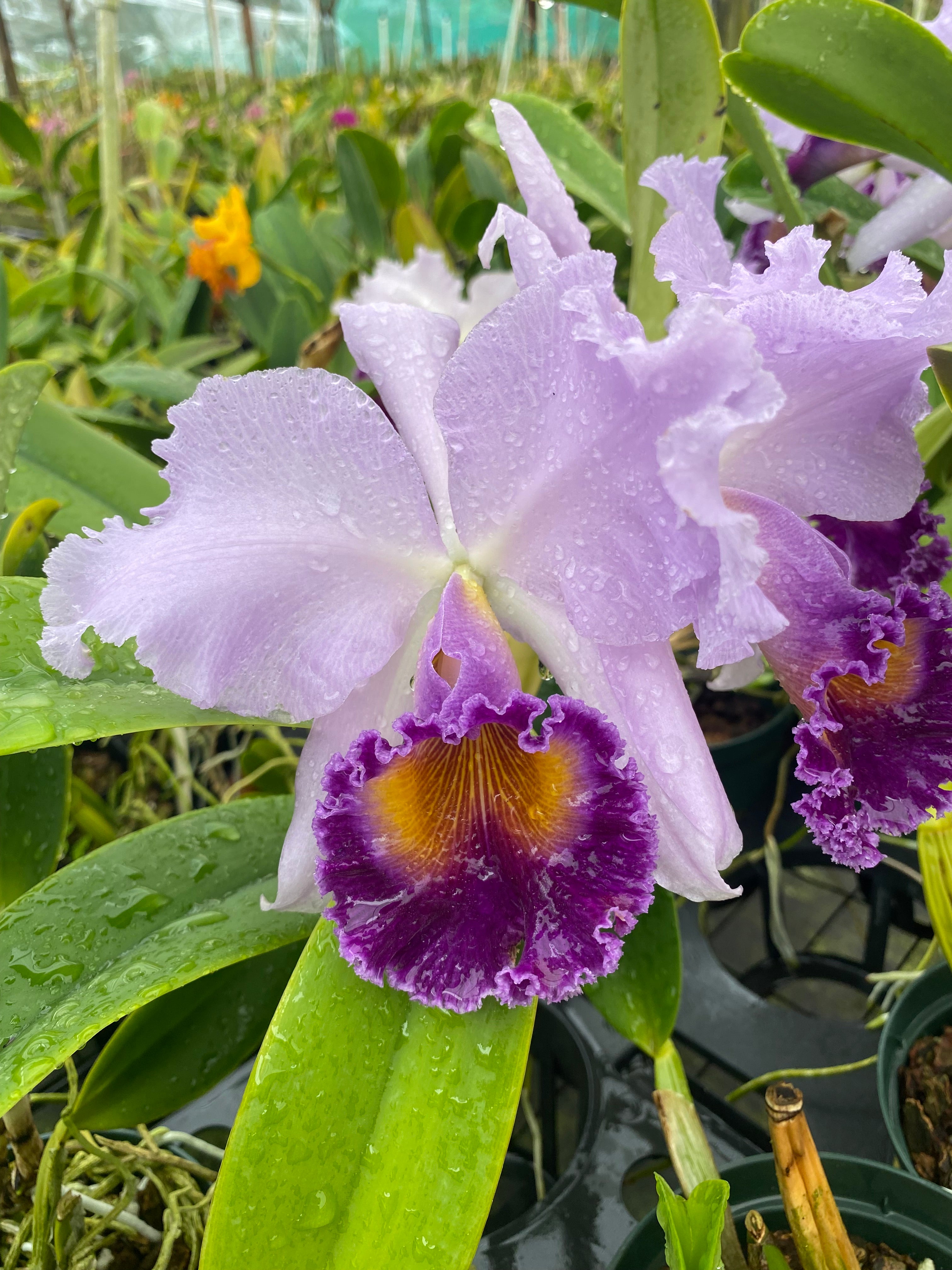 【稀少】HERMES QUADRIGE（カドリージュ）ライトブルーミュール Cattleya Dinard 'Blue Heaven' – Kaleialoha Orchid Farm Inc.
