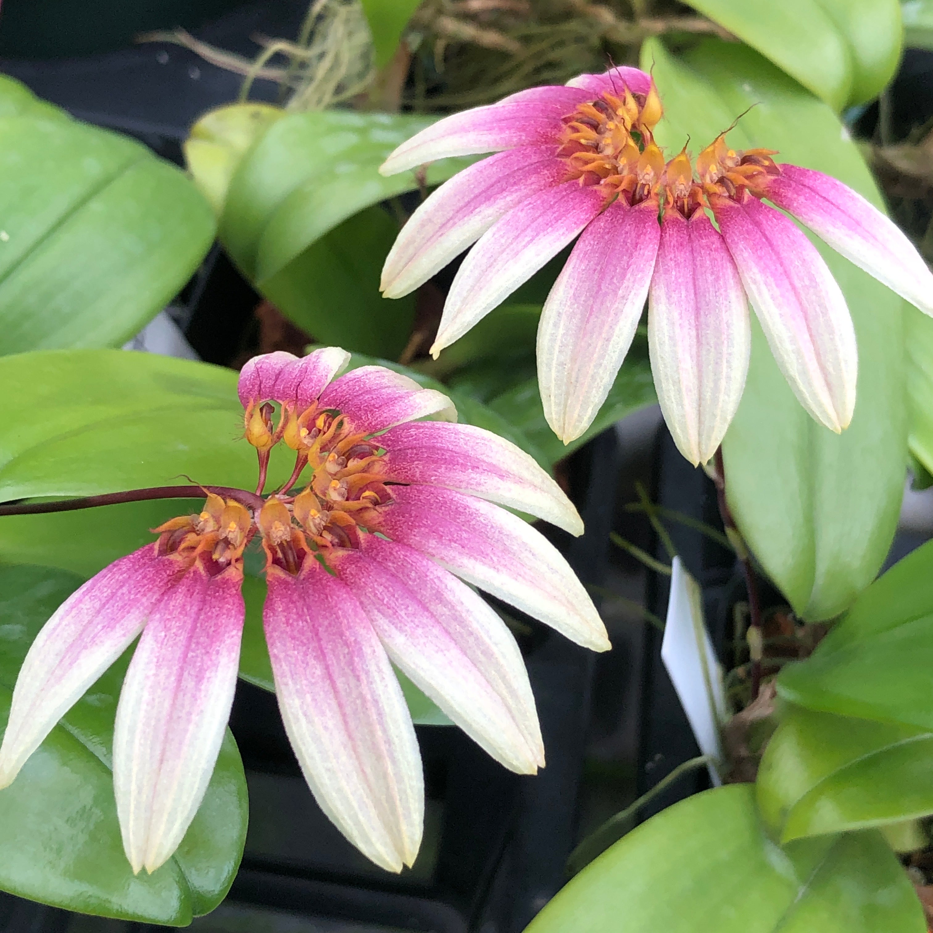 Bulbophyllum flabellum-veneris