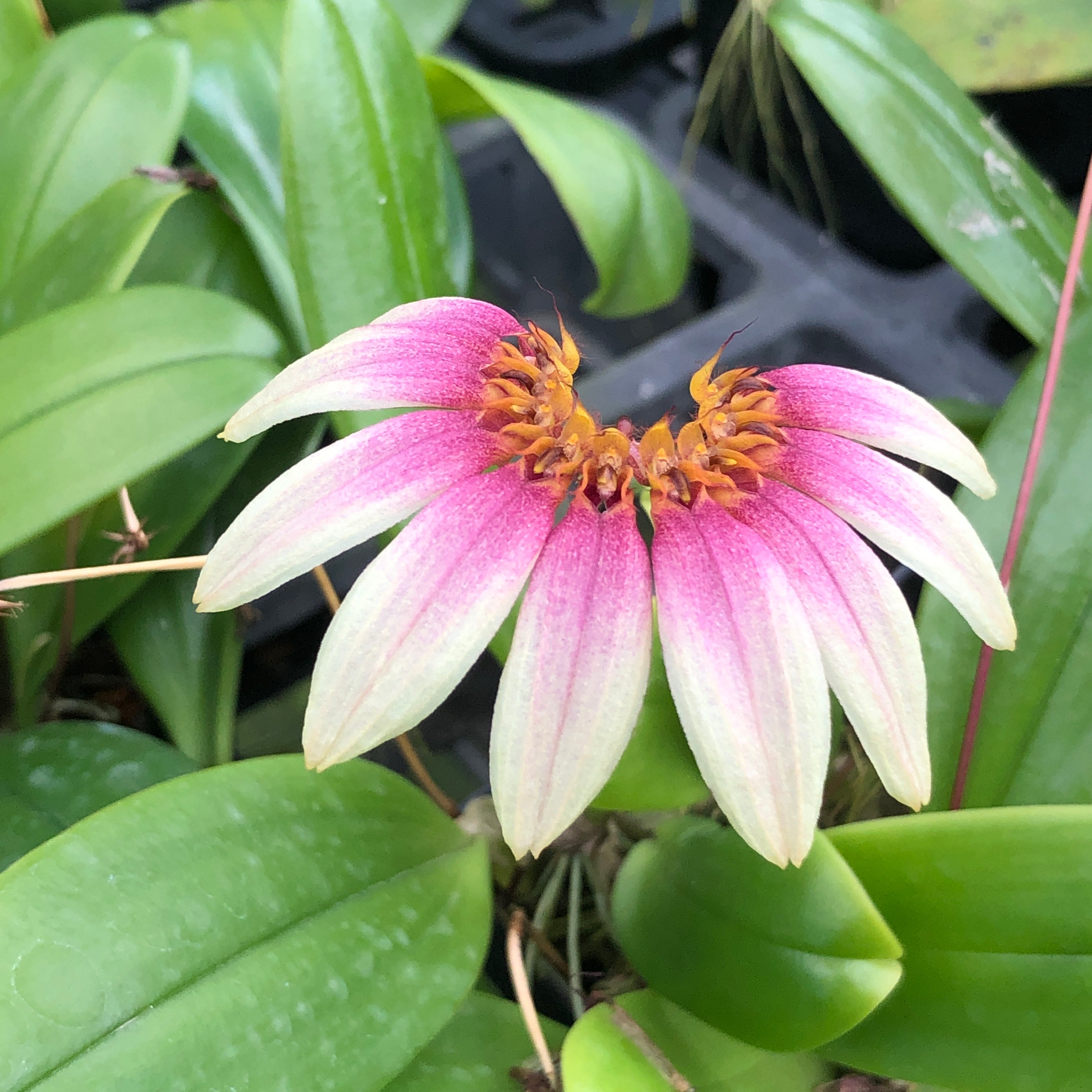 Bulbophyllum flabellum-veneris