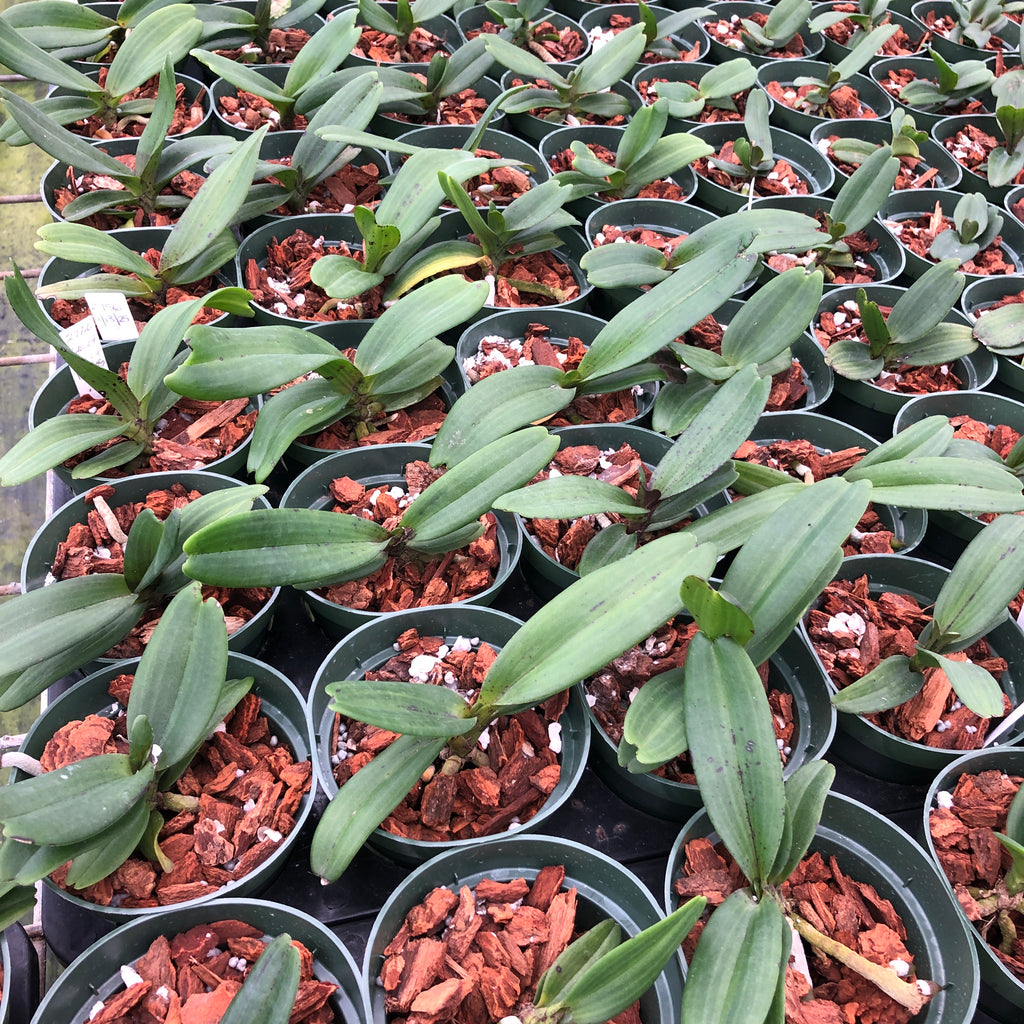Rhynchostylis gigantea