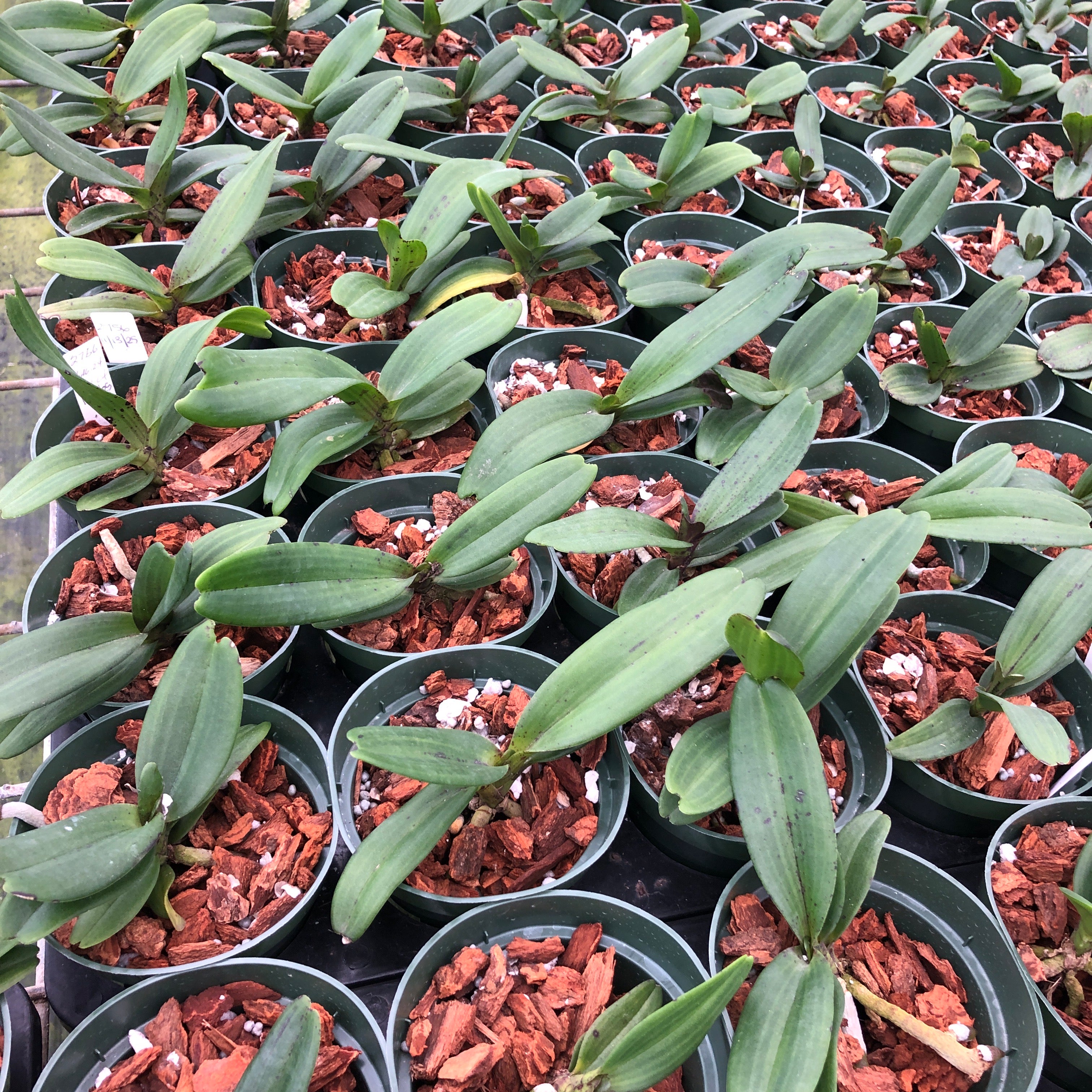 Rhynchostylis gigantea