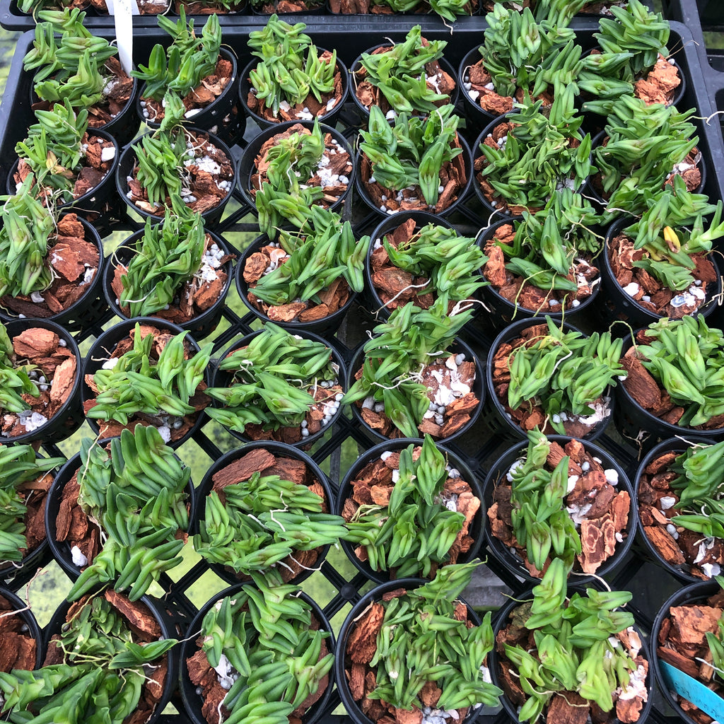 Epidendrum schlechterianum
