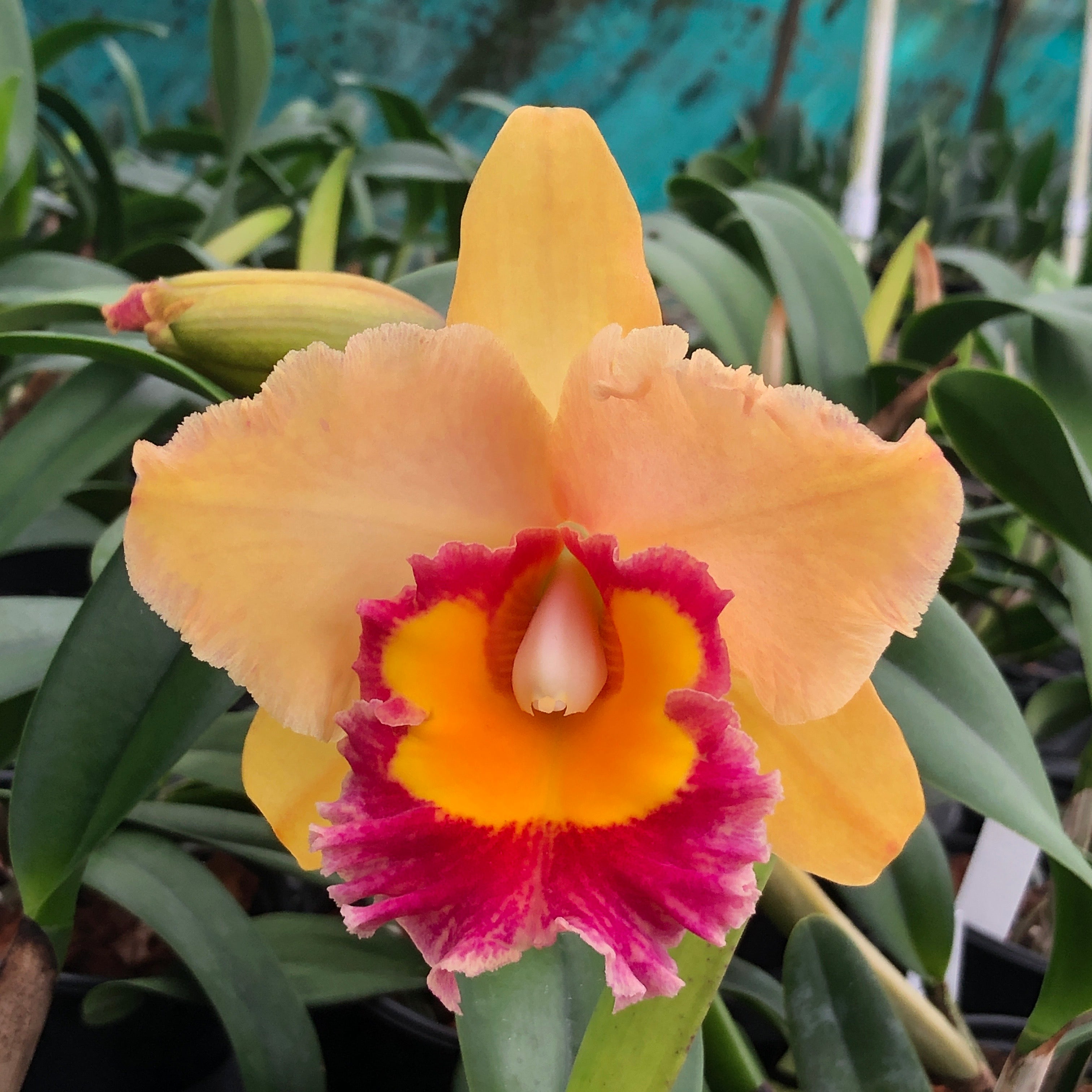 Rlc. Stitch Labs ‘Volcano Sunset’