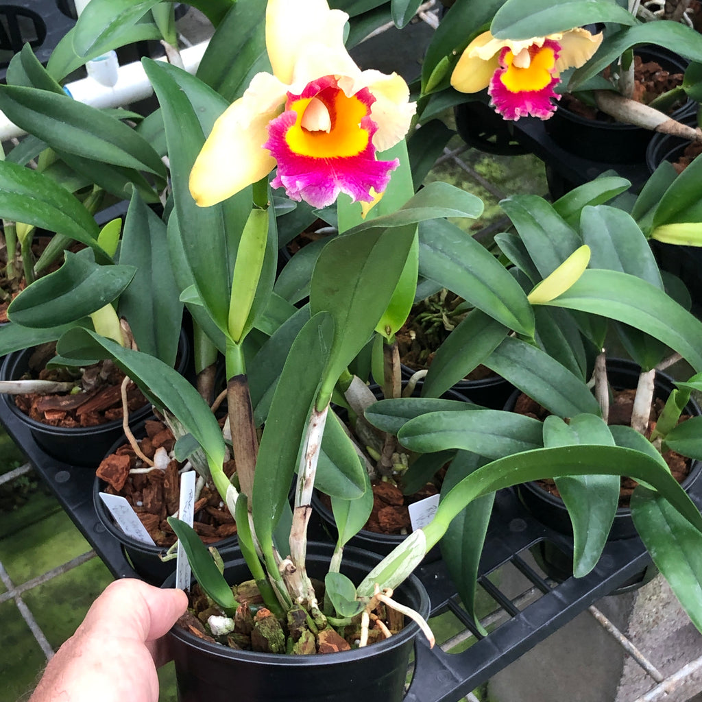 Rlc. Stitch Labs ‘Volcano Sunset’