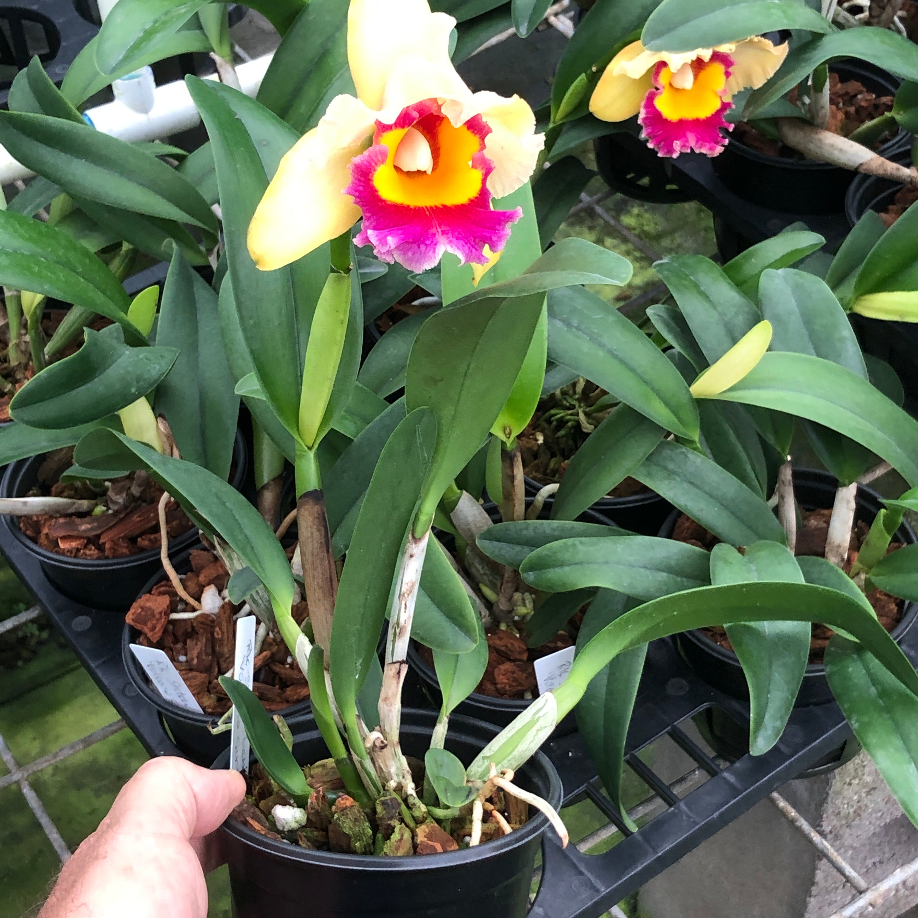 Rlc. Stitch Labs ‘Volcano Sunset’