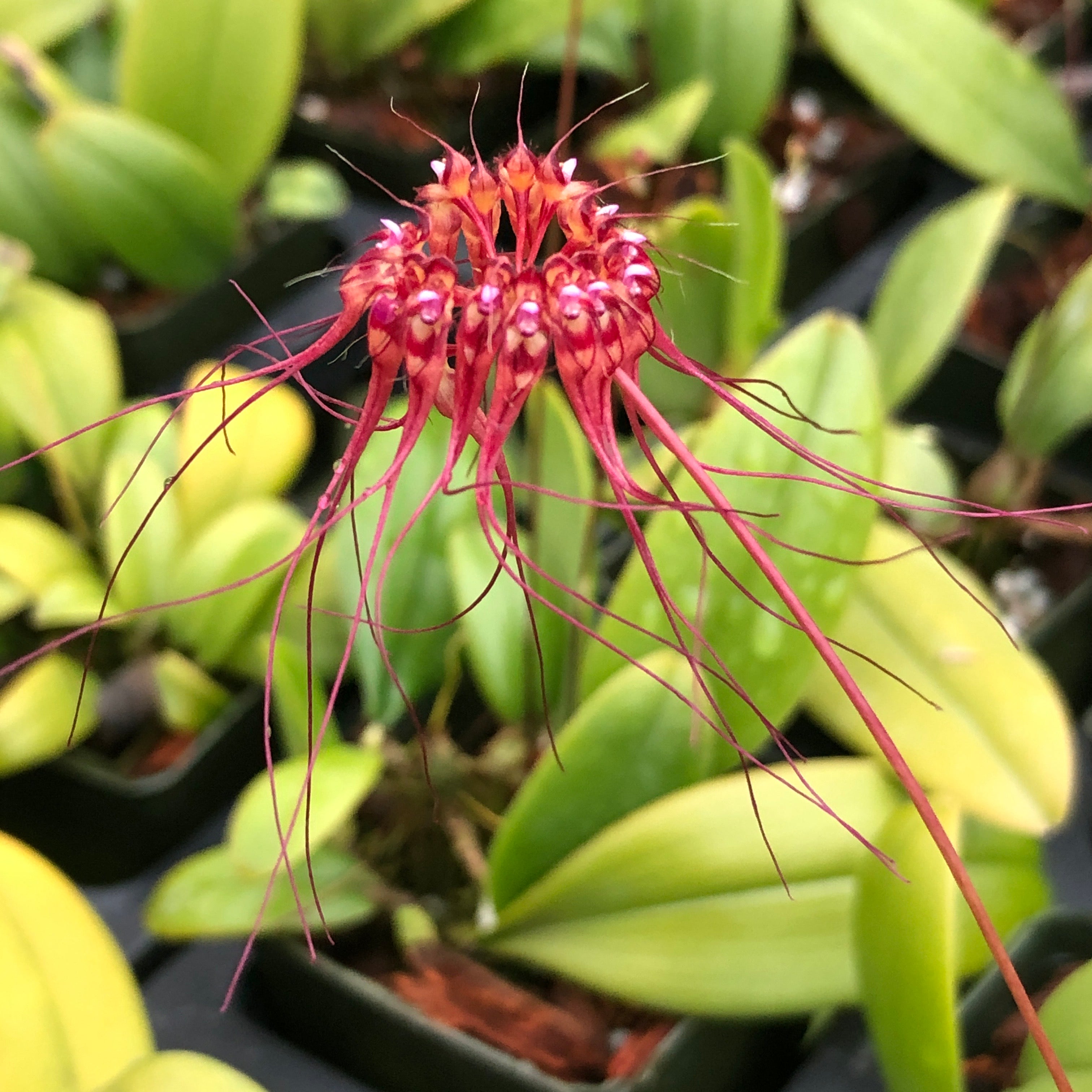 Bulbophyllum gracillimum