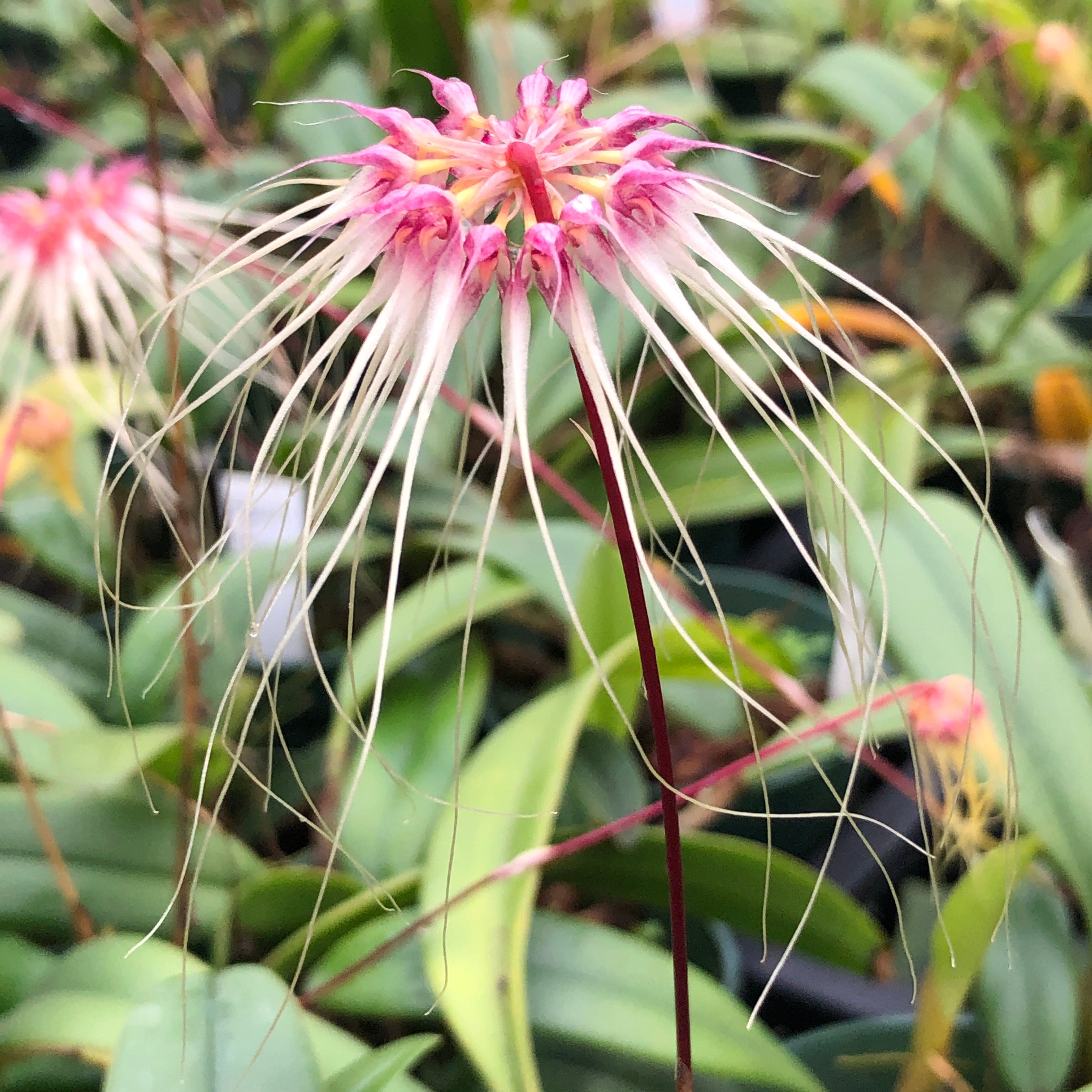 Bulbophyllum Thai Spider