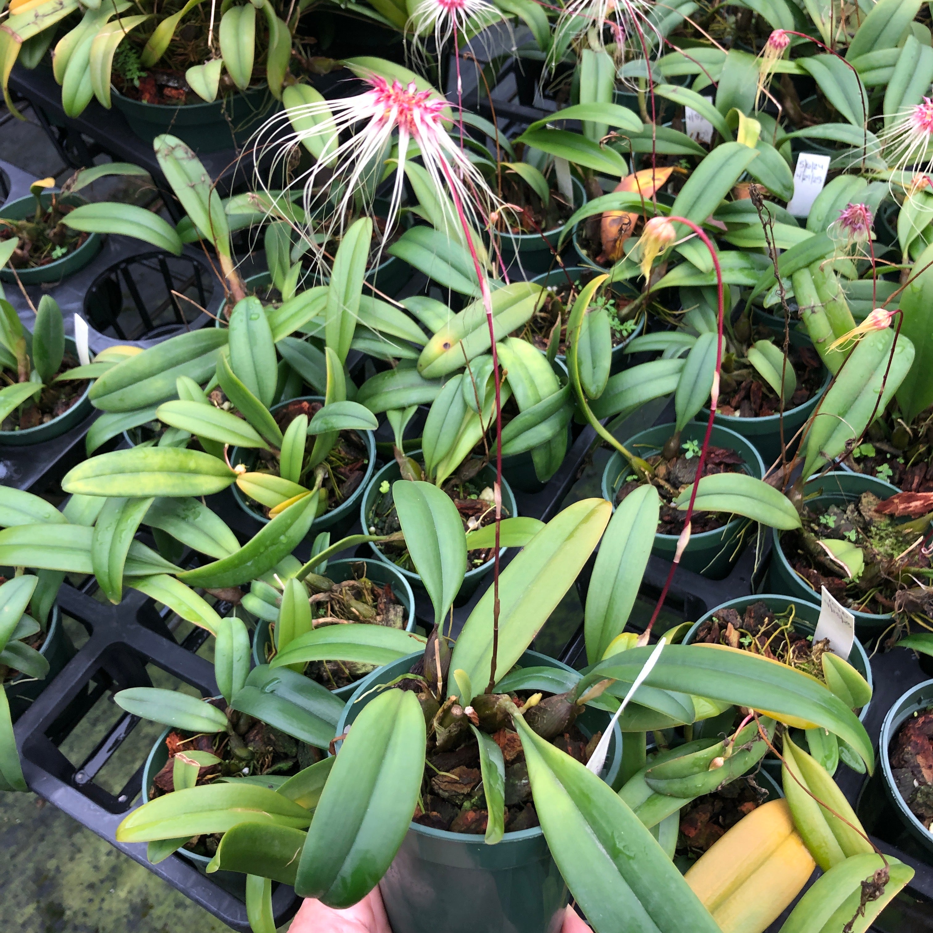 Bulbophyllum Thai Spider