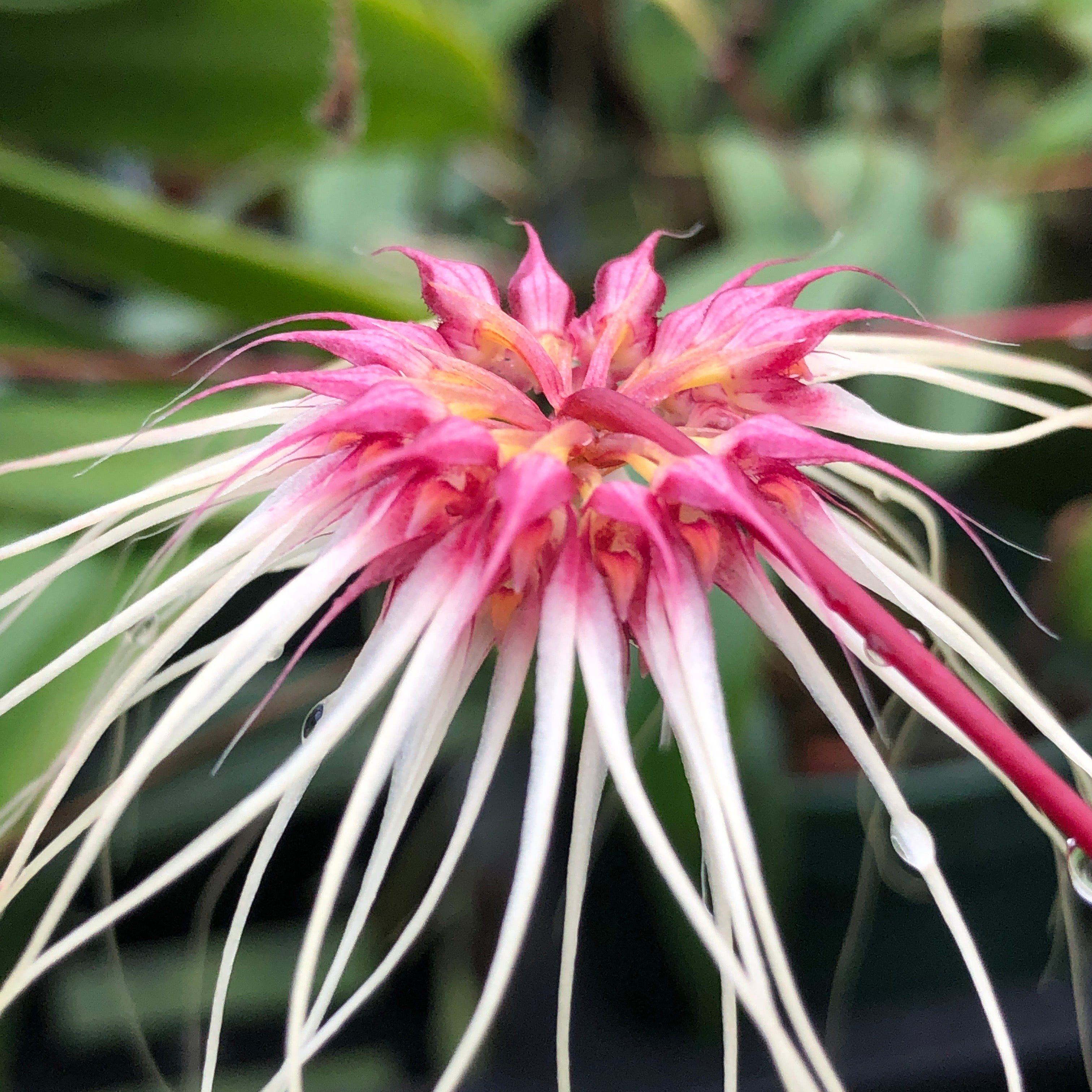 Bulbophyllum Thai Spider