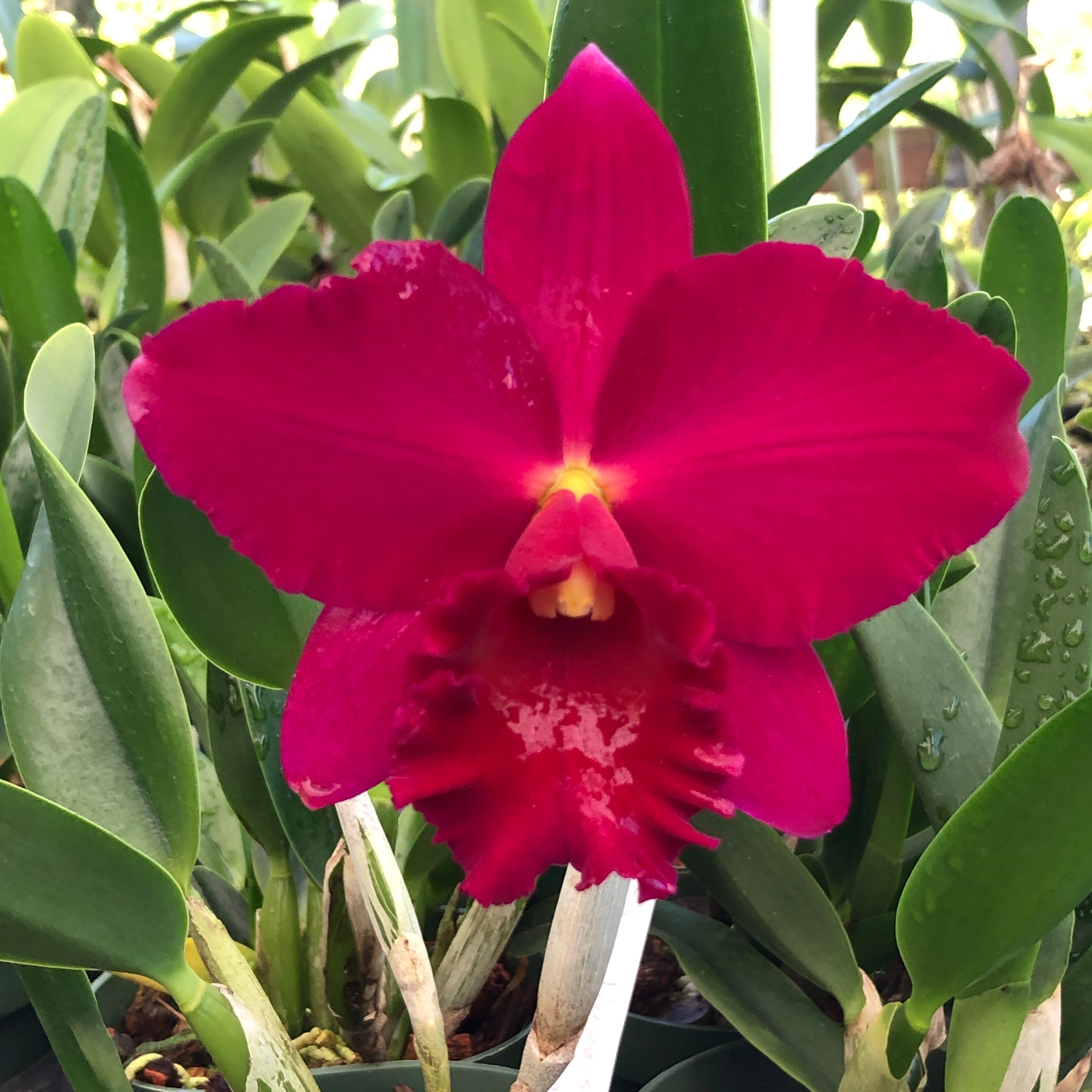 Rlc. Paradise Rose ‘My Valentine’