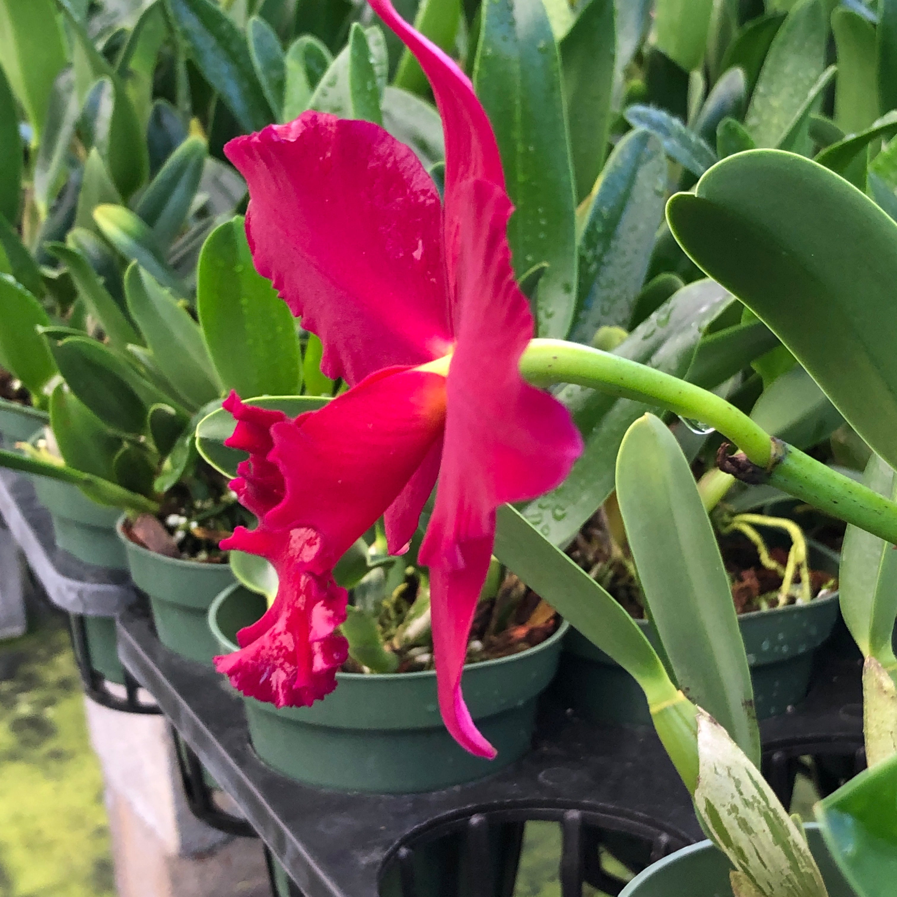 Rlc. Paradise Rose ‘My Valentine’
