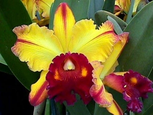 Rlc Toshi Aoki 'Pizzaz' AM/AOS image 0