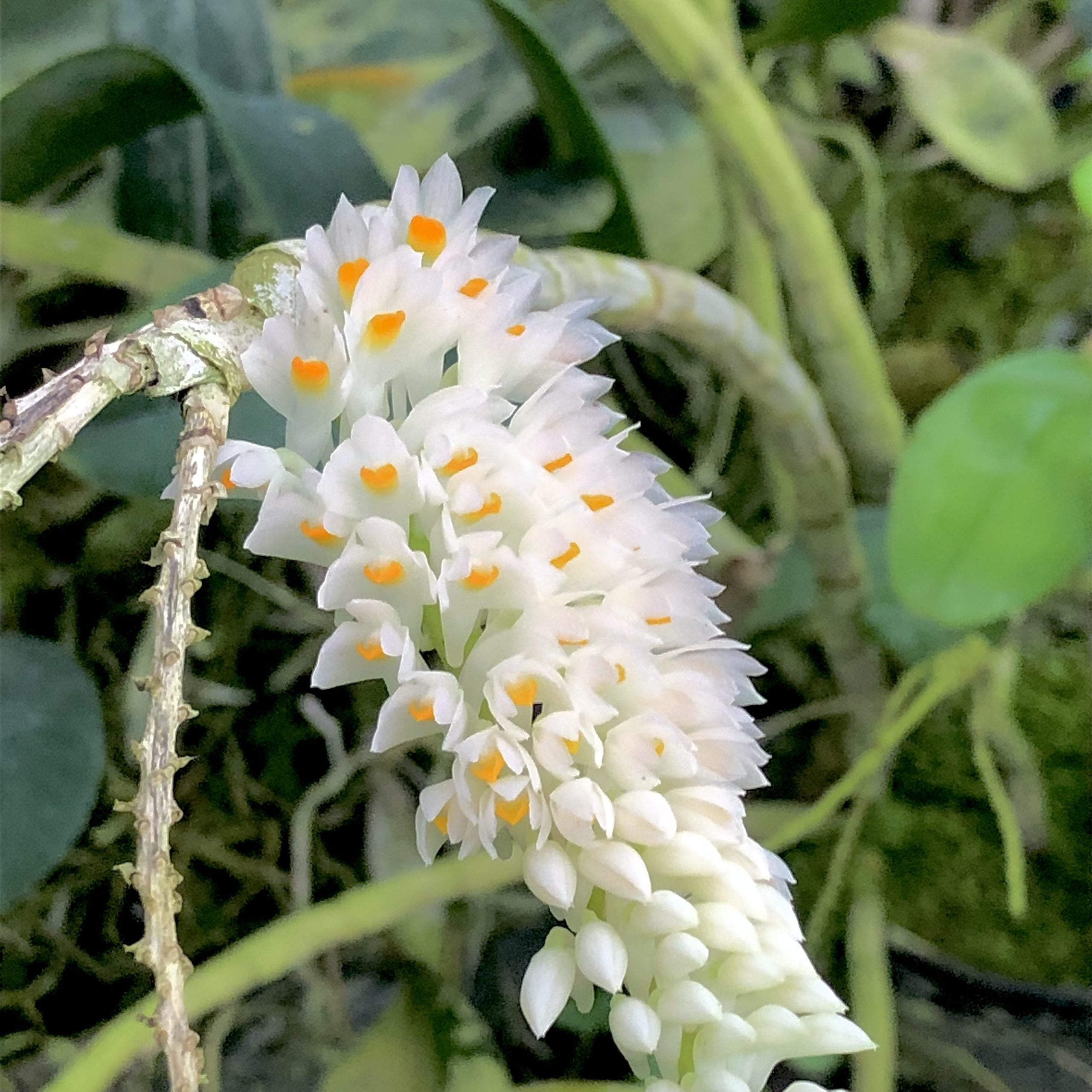 Dendrobium secundum ‘Alba’ image 0
