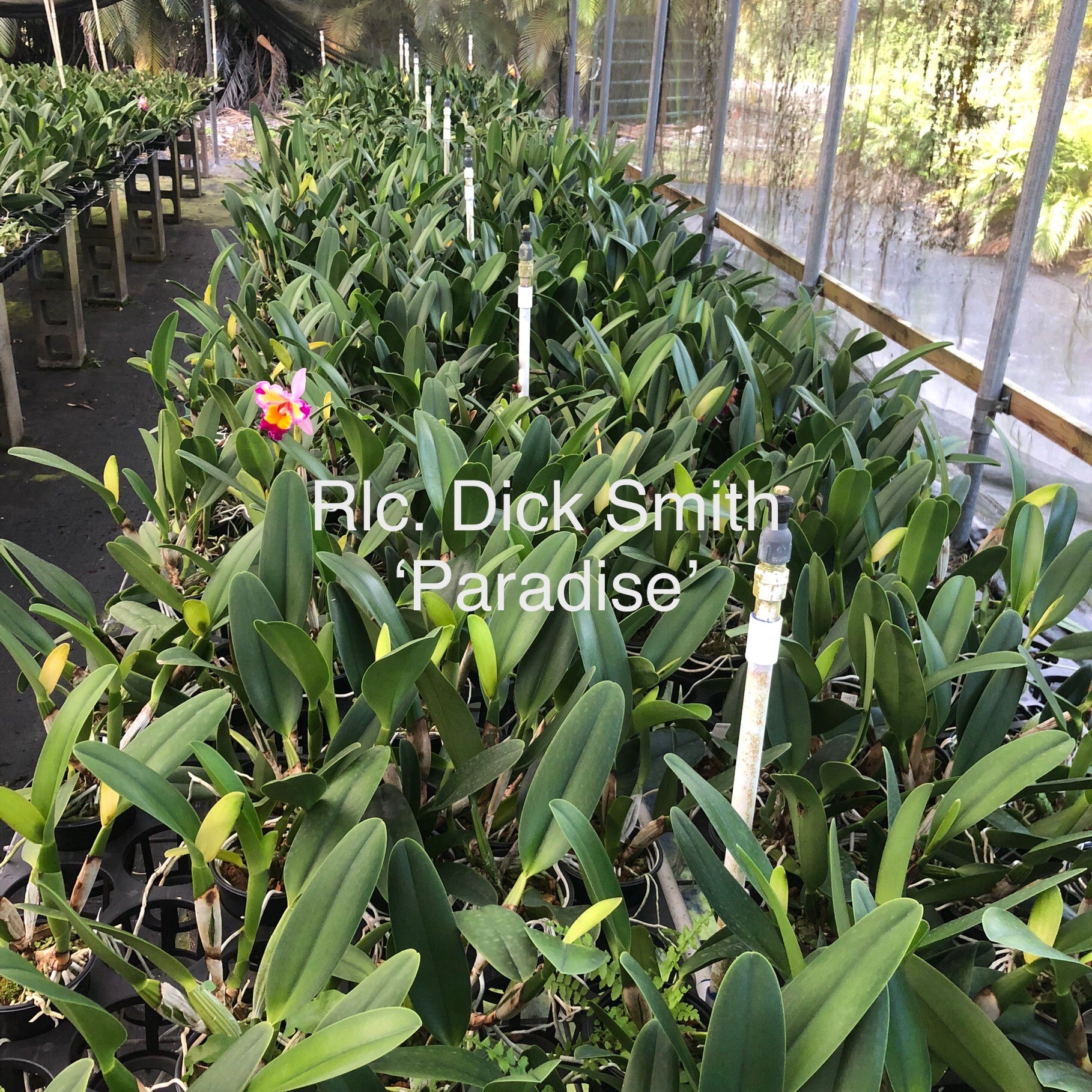Rlc Dick Smith 'Paradise' – Kaleialoha Orchid Farm Inc.