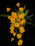 Dendrobium lindleyi (aggregatum) image 0