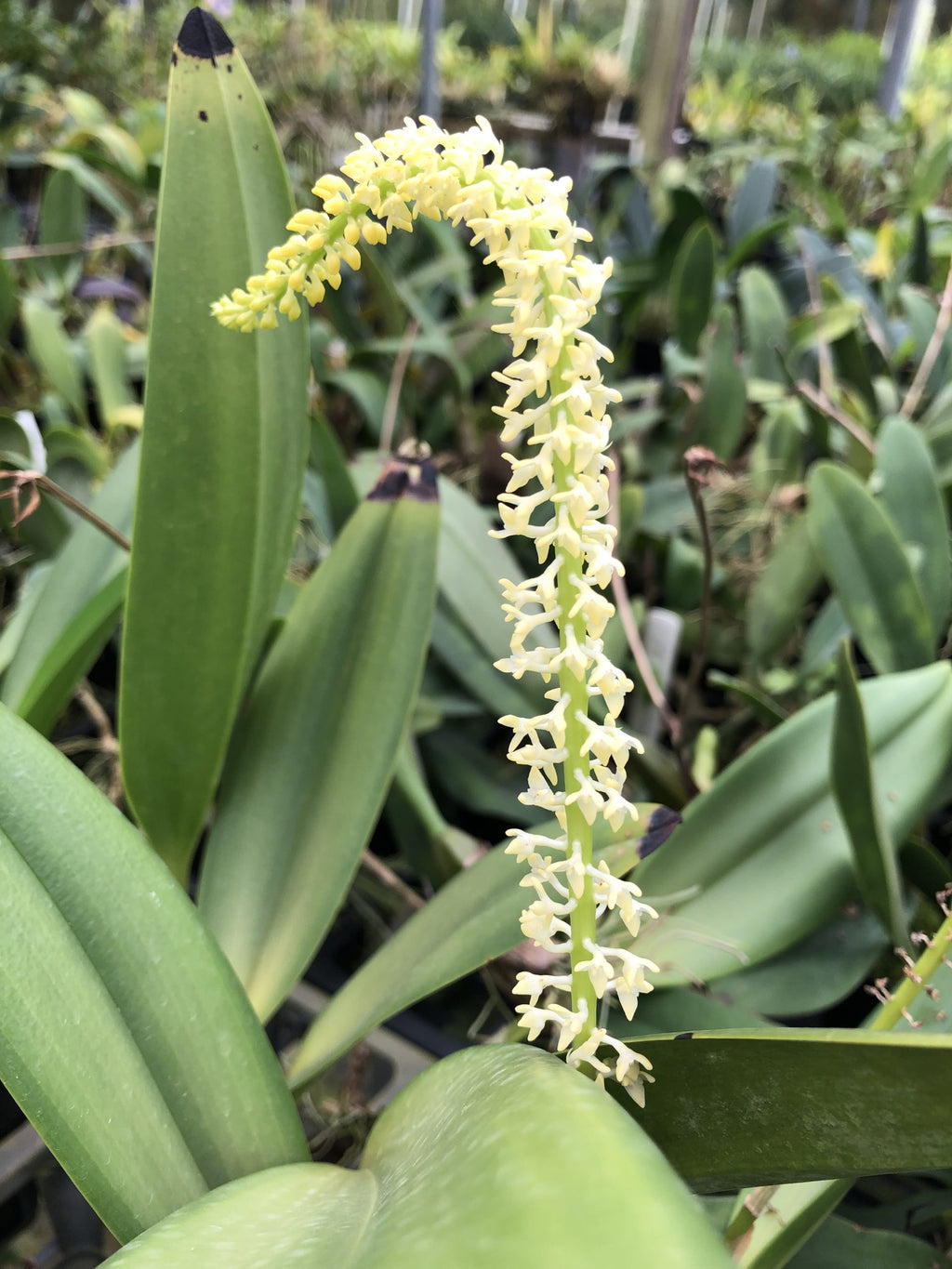 Bulb. odoratum x sib image 1