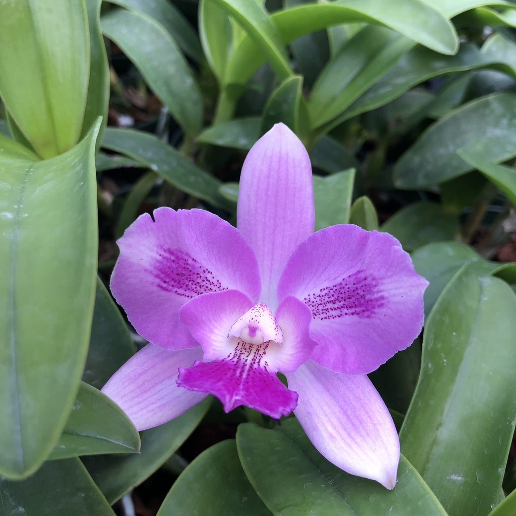 Caulocattleya Ethel’s Paradise “Kaleialoha” image 2