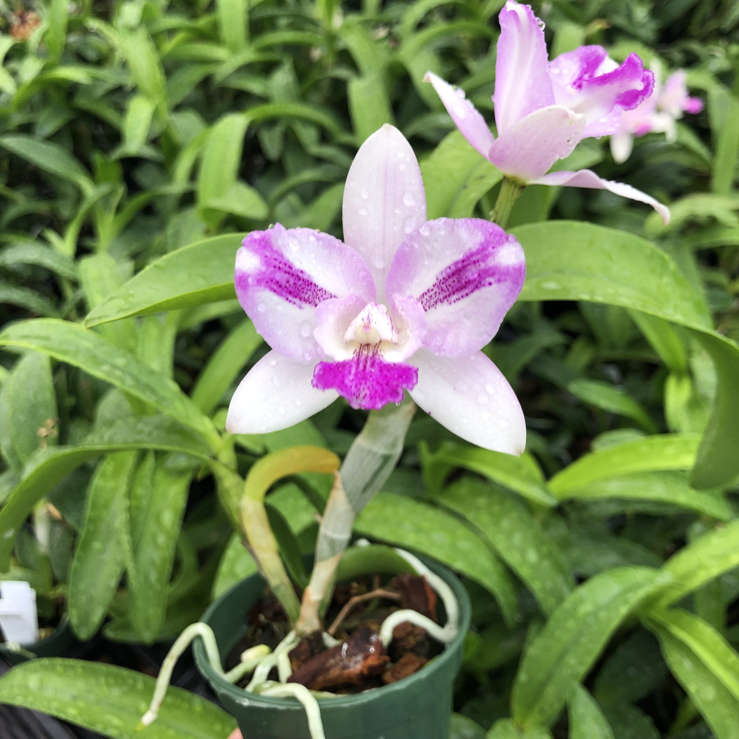 Caulocattleya Ethel’s Paradise “Kaleialoha” image 4