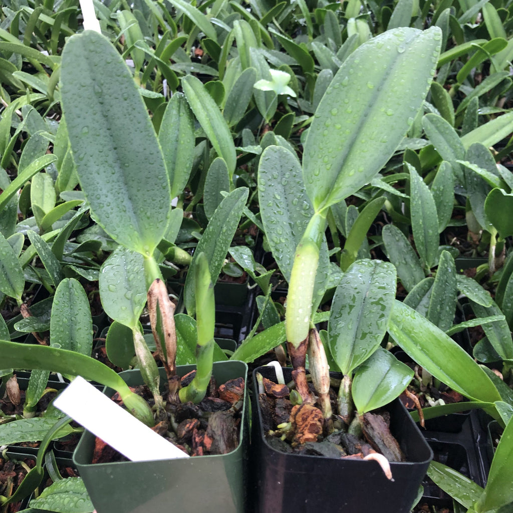 Rlc Dick Smith ‘Paradise’ image 1