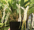 Dendrochilum glumaceum image 0