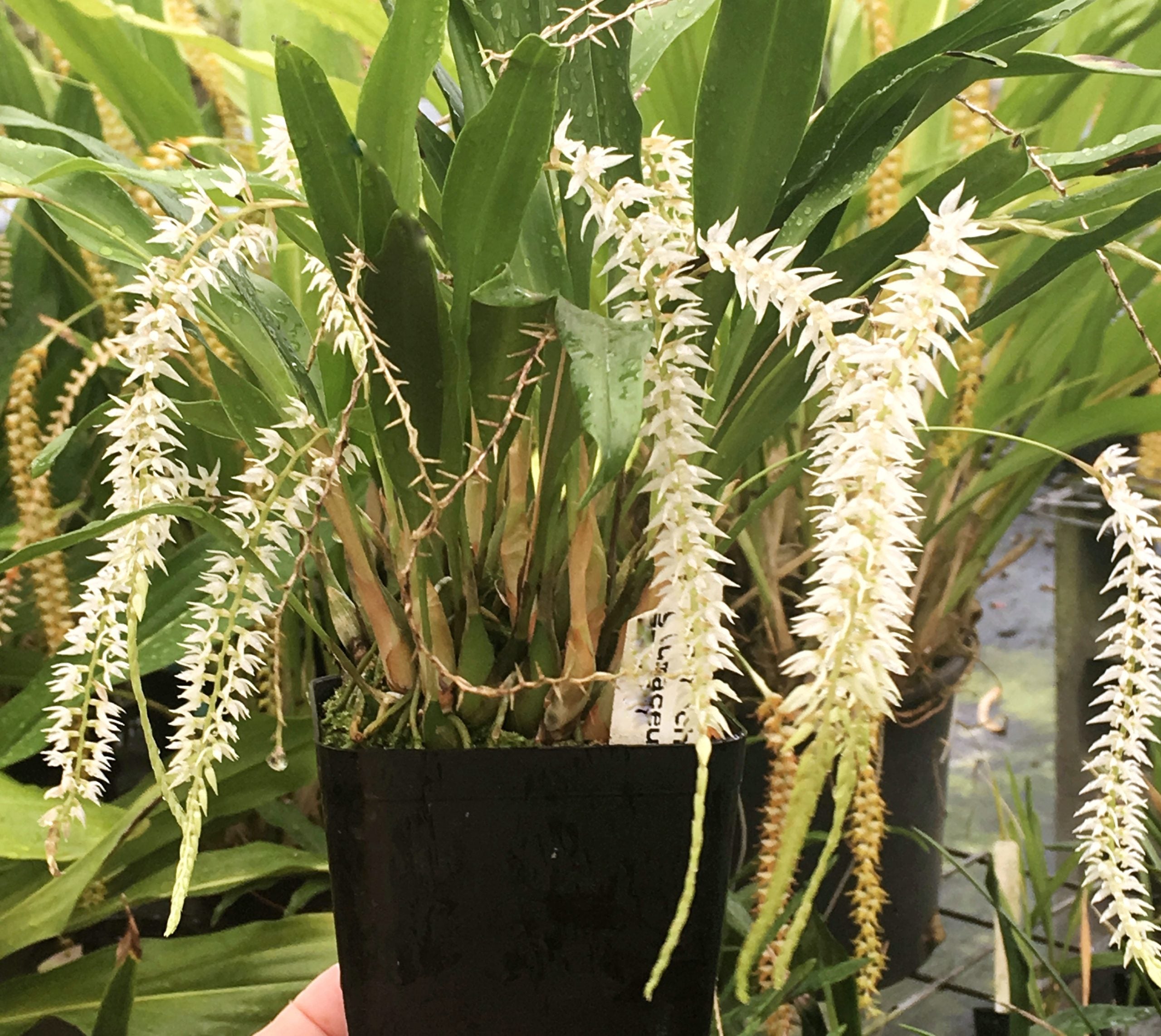 Dendrochilum glumaceum image 0