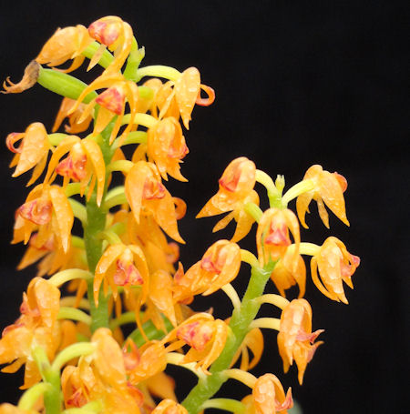 Polystachya paniculata image 0