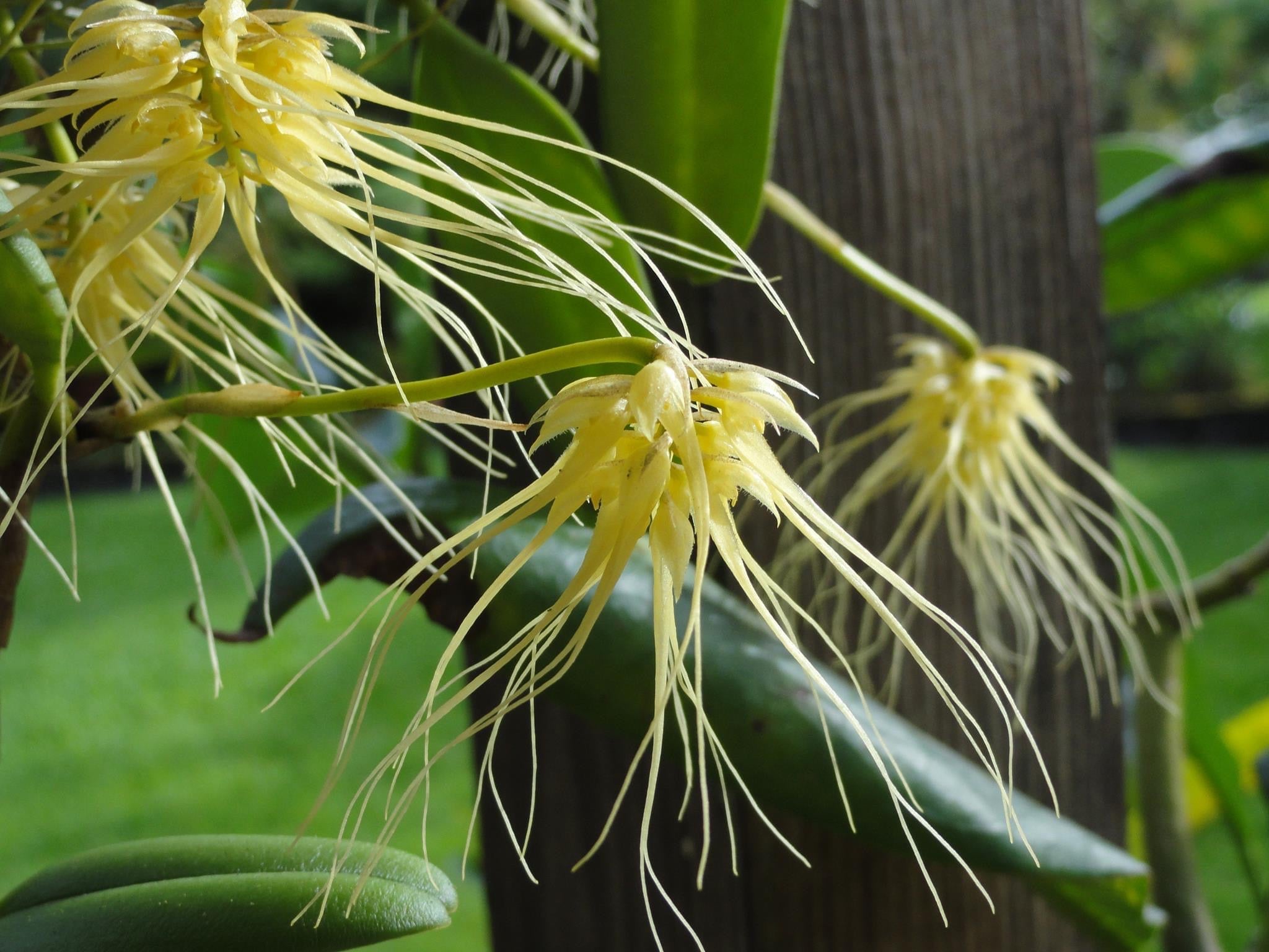 Bulbophyllum vaginatum image 1