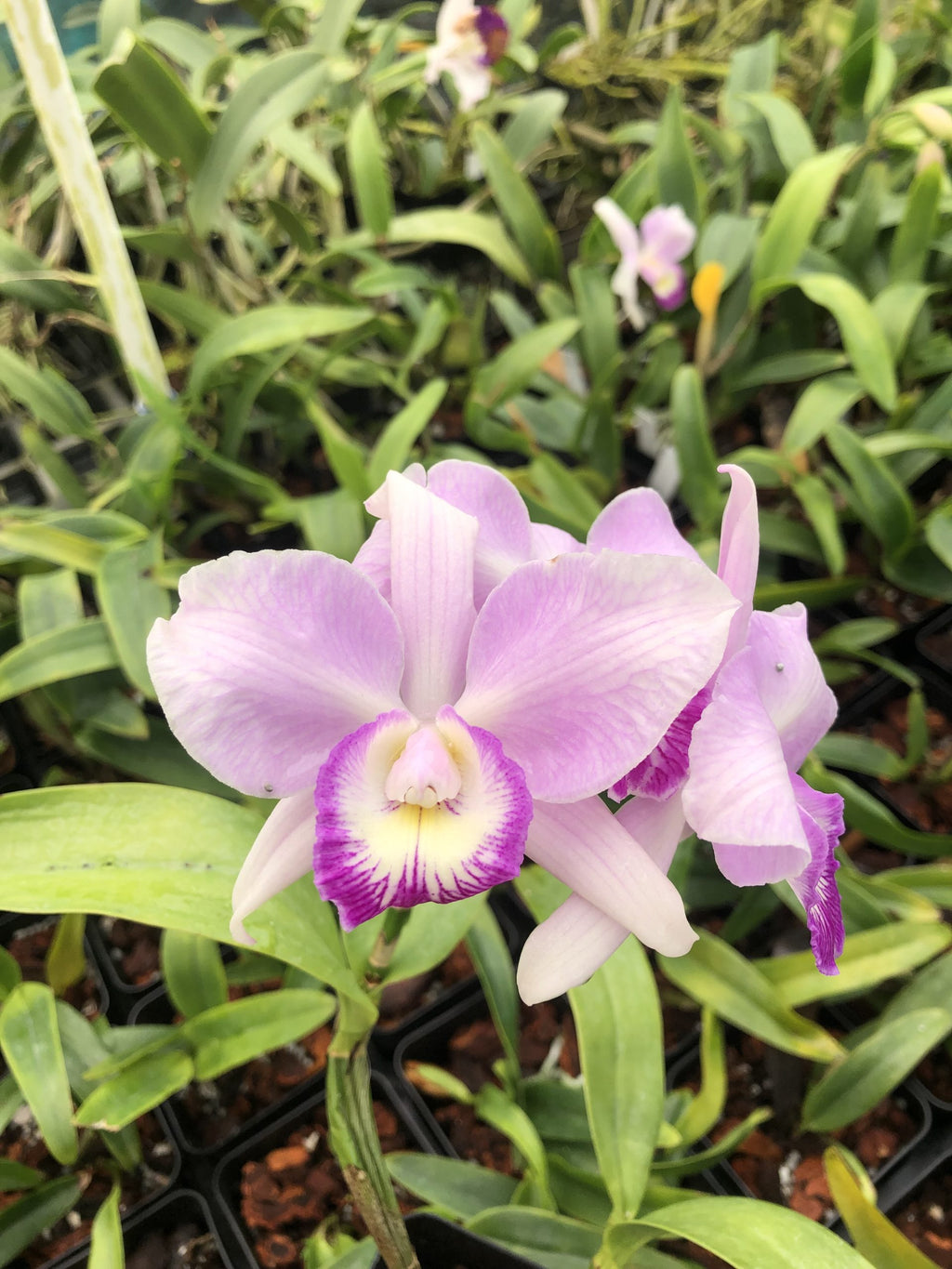 Caulocattleya Spring Fragrance ‘Paradise’ image 0