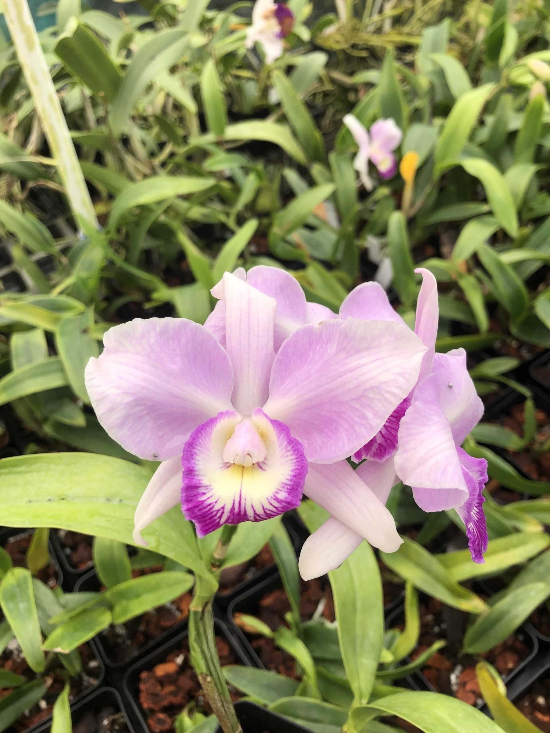 Caulocattleya Spring Fragrance ‘Paradise’ image 0