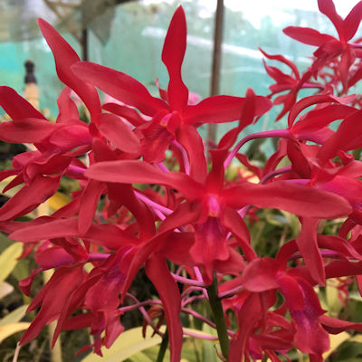 Lcn. Newberry Lava Burst 'Maku'u' AM/AOS image 0