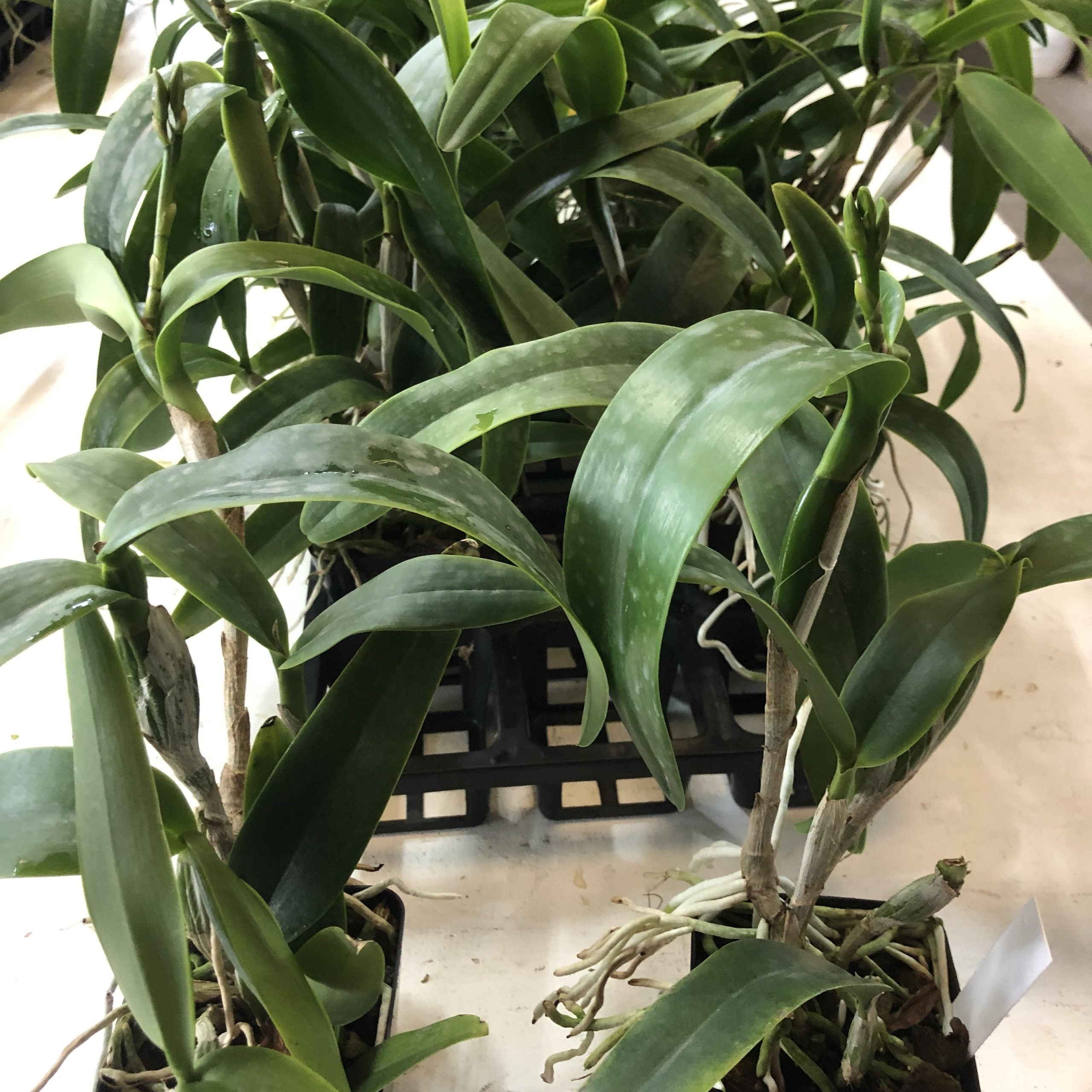 Caulocattleya Spring Fragrance ‘Paradise’ image 1