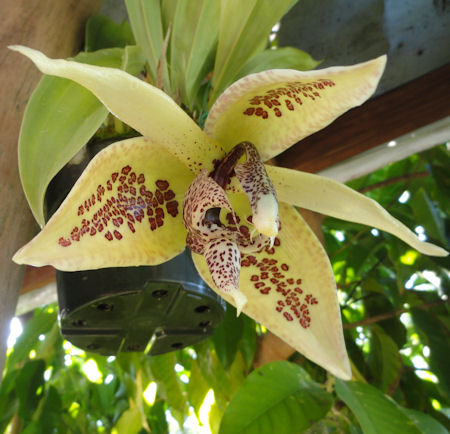 Embreea herrenhusana image 0