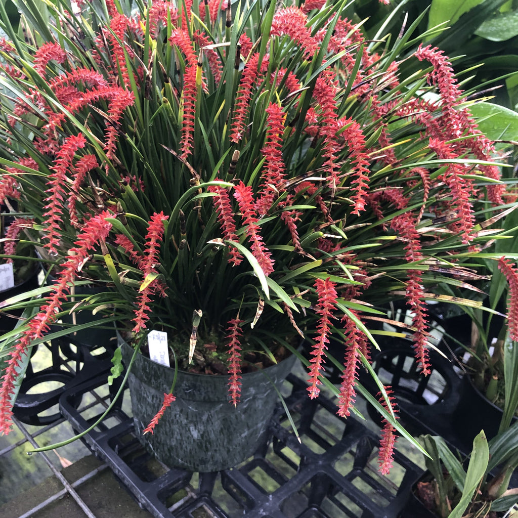 Dendrochilum wenzelii ‘Red’ image 2