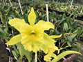Rlc Ports of Paradise ‘Emerald Isle’ FCC/AOS image 0