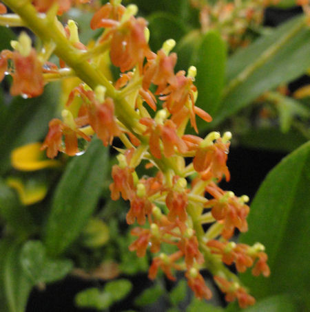 Liparis grossa image 0