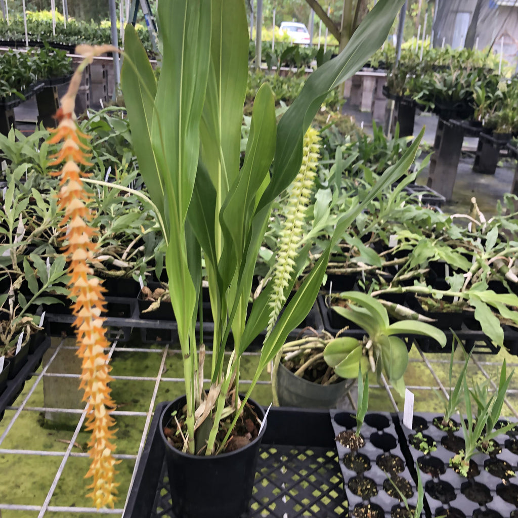 Dendrochilum magnum image 2