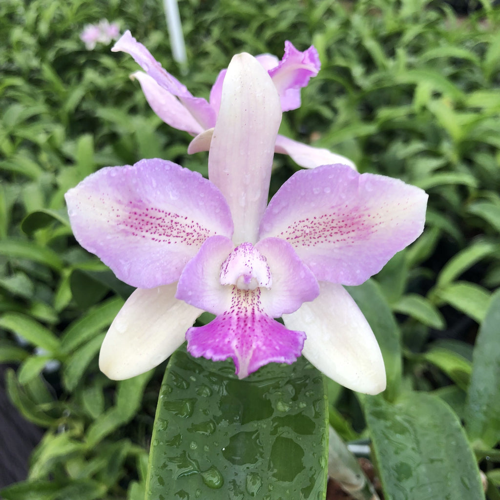 Caulocattleya Ethel’s Paradise “Kaleialoha” image 3