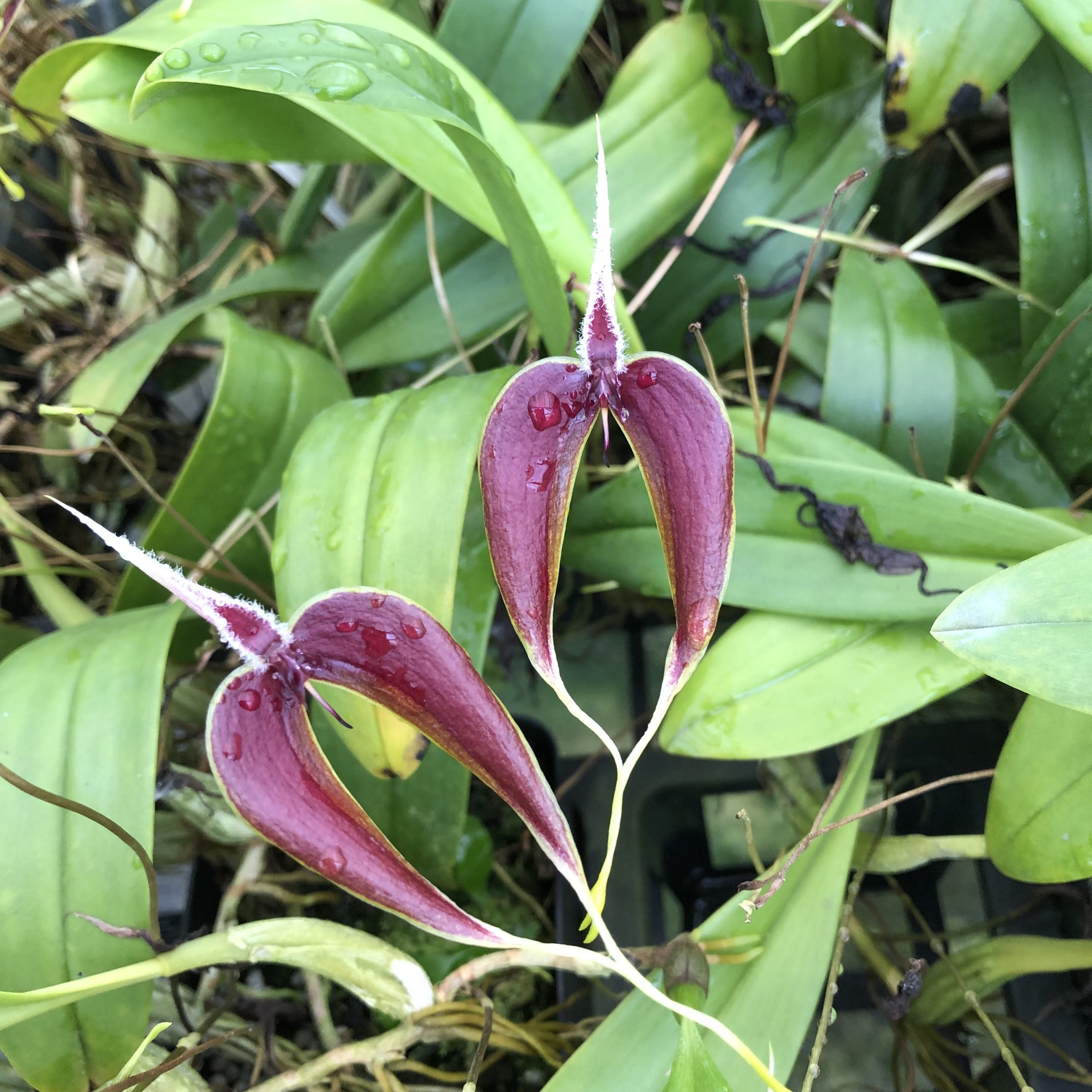 Bulbophyllum maxillare red/white form image 0