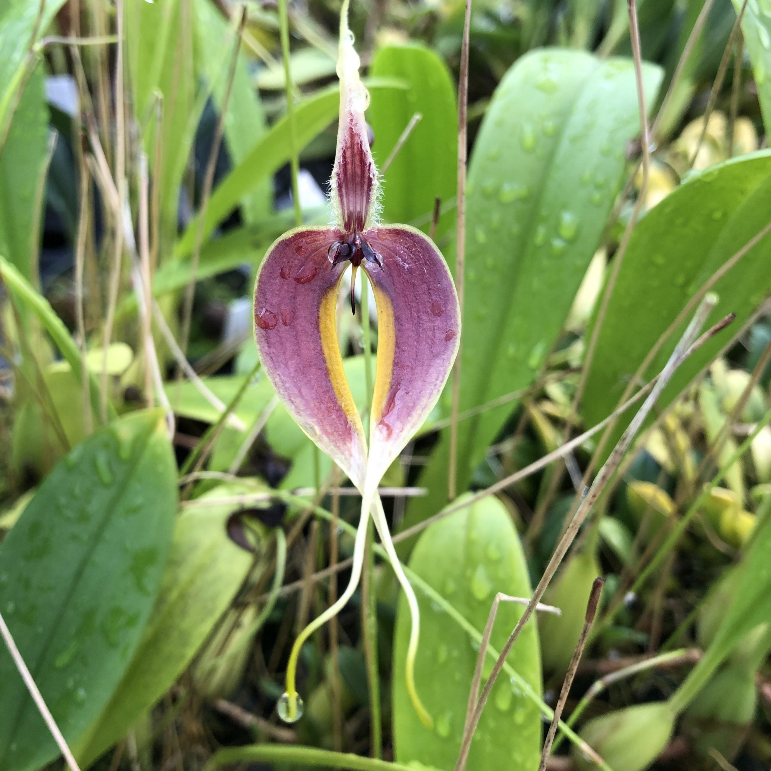 Bulbophyllum maxillare red/yellow form image 0