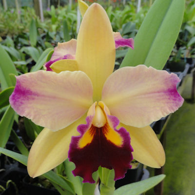 Rlc. Toshi's Magic 'Doris' image 0